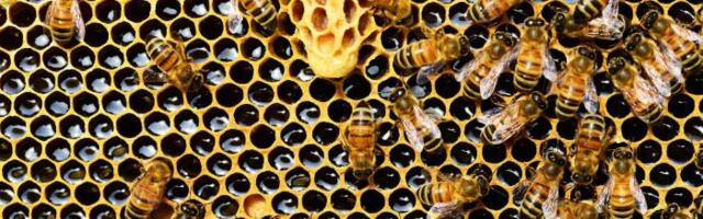 Apel poljoprivrednicima da pravilno koriste pesticide: Zaštitimo pčele, svaki treći zalogaj hrane direktno zavisi od njih