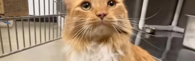 Dan napuštenih životinja: Priča mačka Zeka, koji je vraćen nakon pet godina, dirnula je sve koji su je čuli