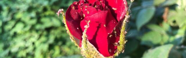 Briše vaši sa ruža kao tornado: Provereno ih eliminiše i sprečava njihov povratak