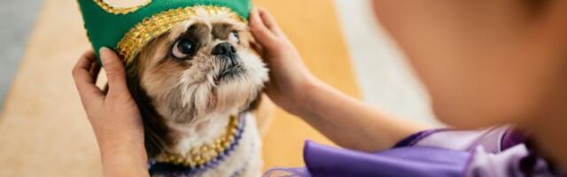 Nudi 10.000 evra ko mu nađe psa: Bilo gde u Srbiji