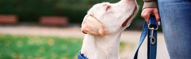 Snimak psa na dnu bazena napravio haos na mrežama! Ljudima ništa nije jasno (VIDEO)