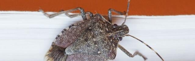 Smrdibube vam uništavaju paradajz? Ne čekajte da vam pojedu sve - OVO stvarno POMAŽE