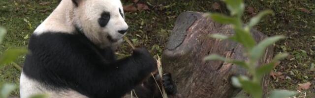 VIDEO: Francuzi se opraštaju od para džinovskih pande koje će biti vraćene u Kinu
