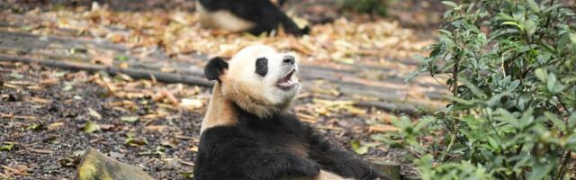 Kineska ambasada u Parizu ponovo će poslati džinovske pande Francuskoj