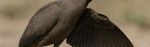 Mala praistorijska ptica se ugušila sa 800 kamenčića, stručnjaci ne znaju zašto