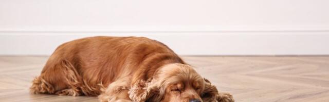 Da li je vaš pas nekada doživeo SINKOPU i kako reagovati u slučaju da ljubimac iznenada izgubi svest