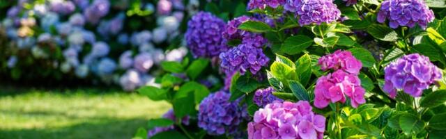 Hortenzija vam više nikad neće uvenuti kada naučite ovaj TRIK