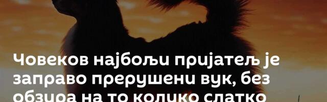 Човеков најбољи пријатељ је заправо прерушени вук, без обзира на то колико слатко изгледа