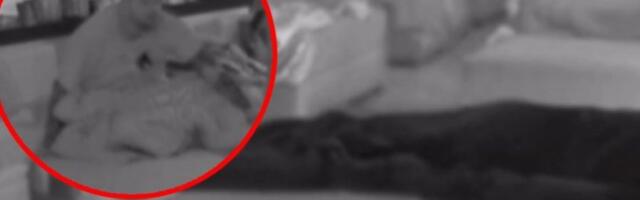 "ANITU NAPAO FILIPOV POSEJDON"! Janjuševa HIT REAKCIJA usred divljačke akcije cimera - EKSPLICITNI SNIMAK ZAPALIO MREŽE! (VIDEO)