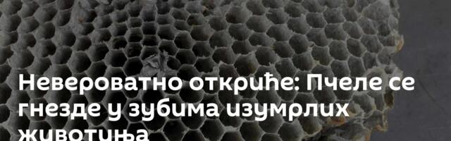 Невероватно откриће: Пчеле се гнезде у зубима изумрлих животиња