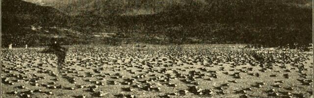 Šokantno otkriće arheologa: Ptičji izmet doveo do uspona drevnog kraljevstva! „ĐUBRIVO JE BILO MOĆ“