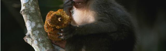 Majmunče Panč koje je osvojilo mreže sada diktira tržište plišanih igračaka