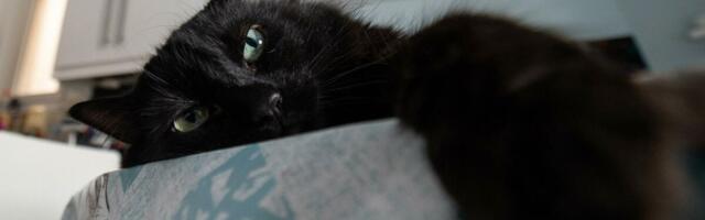 Ma šta kažete! Evo zašto mačke vole spavati pored vaših nogu! Postoji jak razlog