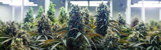 U pet laboratorija krila drogu za ceo Balkan: Uhapšena Sarajka (31) u akciji "Aries"