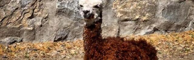 "OVA GODINA JE ZA BEO ZOO-VRT ČUDESNA" Mališani samo stižu, posle bebe pelikana i dvogrbe kamile, tu je i mala alpaka, a uskoro i antilopa! (FOTO)