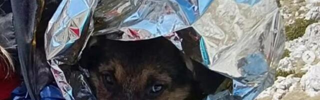 PRONAŠLI JE POTPUNO SAMU I BEZ HRANE NA PLANINI U BOSNI! Čim su je ugledali, stavili je u ranac, a onda...(FOTO)