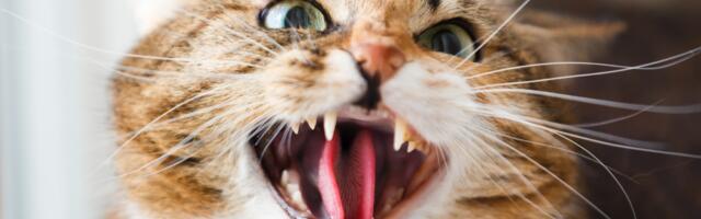 Zašto je vaša mačka nervozna i agresivna
