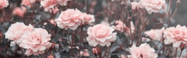 Ruže i orhideje cvetaće kao lude: Potrebna vam je jedna sitnica koju obično BACATE