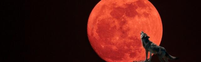 Stiže nam VUČJI MESEC: Evo šta prvi PUN MESEC u 2026. donosi svim znacima