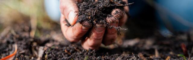 Kako da od otpada iz kuhinje napravite najjače prirodno đubrivo za biljke: Samo zakopate u zemlju