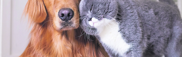 1.700 mačaka i pasa smatra se da je umrlo od ogrlice protiv buva!