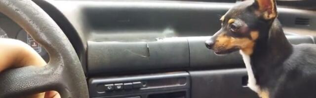 Kuče odlepi kad se uključe brisači (VIDEO)