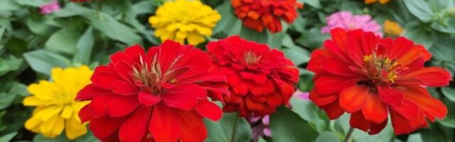 Cveće uvek ZALIVAJTE jednim napitkom i imaćete najlepšu TERASU