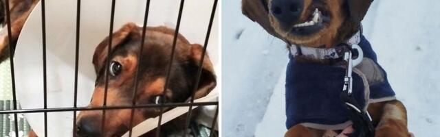 Pas posebnog izgleda koji je preživeo više pucanja vena i injekcija nego što ima meseci traži zauvek dom