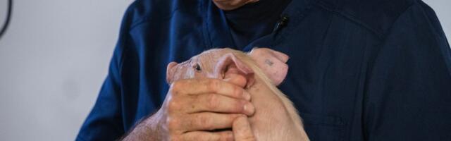 Rusi prave genetski modifikovane svinje: Otkrili planove do 2030, žele da reše VELIKI PROBLEM