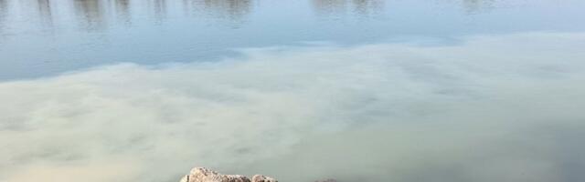 SSP: Pogled na priobalje Save više liči na apokaliptični prizor nego na obalu reke (FOTO)