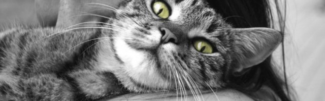 SEDI DI SI, NI ZA DI SI NISI! Kad je mačka ljubomorna, to je pakao od života!