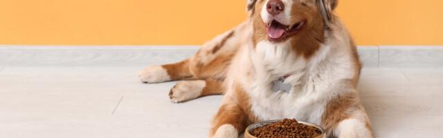Ne pretrpavajte činiju hranom: Pogrešna količina i neredovni obroci učiniće psa IZBIRLJIVIM ili PROŽDRLJIVIM