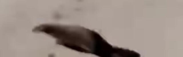 Prelep prizor u Valjevu: ovo će vam sigurno izmamiti osmeh na lice (VIDEO)