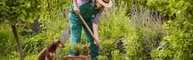 Magično drvo koje donosi uspeh u poslu: Ko ga posadi u dvorištu imaće moć, a njegovo ulje je blagodet za organizam