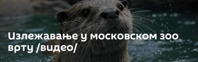 Излежавање у московском зоо врту /видео/