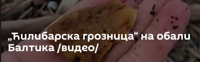 „Ћилибарска грозница“ на обали Балтика /видео/