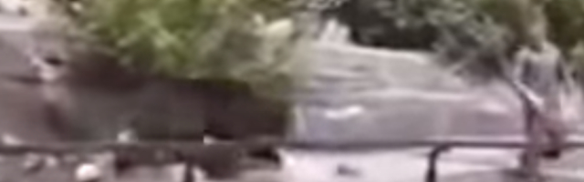 Pijani muškarac upao u kavez kod medveda, napad je bio jeziv, a na kraju je on završio sa prijavom!