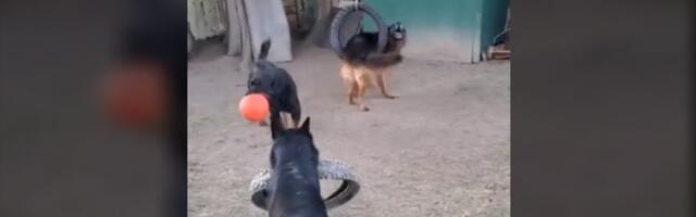 Al' se uzvrpoljio: Nemački ovčar se zaglavio u gumi (VIDEO)