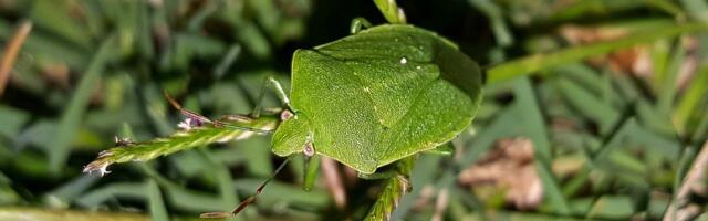 Kreće sezona smrdibuba: Kako da se odbranimo