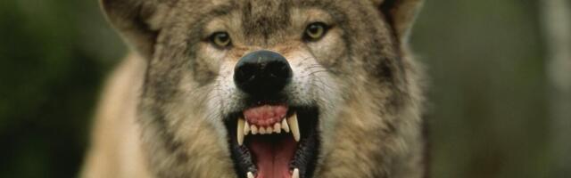 Kamere snimile divlju zver u selu kod Krupnja: Meštani u panici, plaše se da izađu iz kuće! (FOTO)