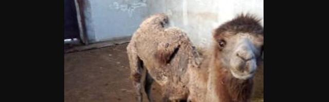 SSP upozorava na pomor životinja u Zoo vrtu Palić, uprava demantuje