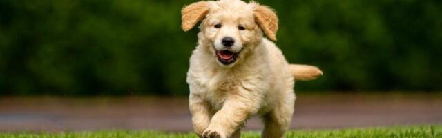 Pas napravio haos u dvorištu: Ostavila ga samog 2 minuta i nastao je lom (VIDEO)