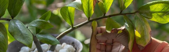 Zamija mrzi vašu brigu: 97% ljudi je ubije iz najbolje namere, a sve zbog ove greške