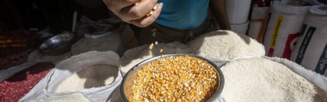 Продуктна берза у Новом Саду: ове недеље најзаступљенији пшеница и кукуруз