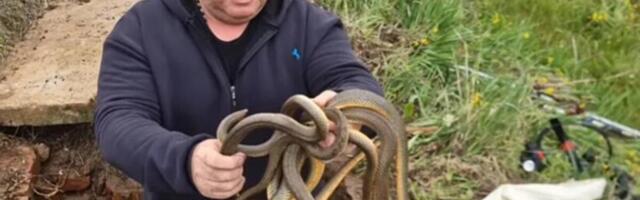 "MOTA IH KAO KABLOVE!" Čuveni zmijolovac Vladica ponovo u akciji, drži 4 zmije u rukama, jedna ga je... (VIDEO)
