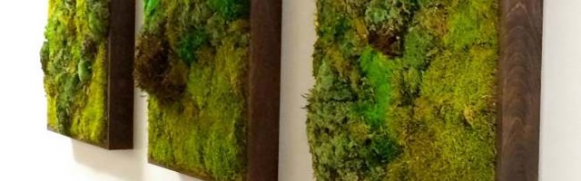 Uradi Sam: Terarijumski zid od mahovine