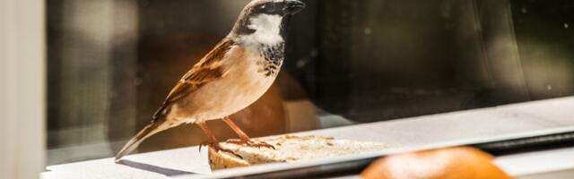 Šta znači ako ptica uleti u sobu ili udari u prozor