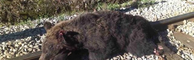 Voz udario medveda – Nesvakidašnja nesreća desila se na pruzi kod Prijepolja