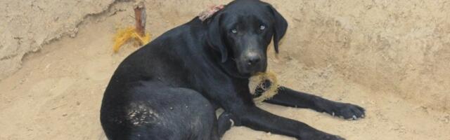 HOROR U ZRENJANINU KAKAV SRBIJA NE PAMTI! Dečaci (10) razapeli štene na žicu i hteli da ga ŽIVOG ISPEKU: "Što ste nam pokvarili zabavu?!"