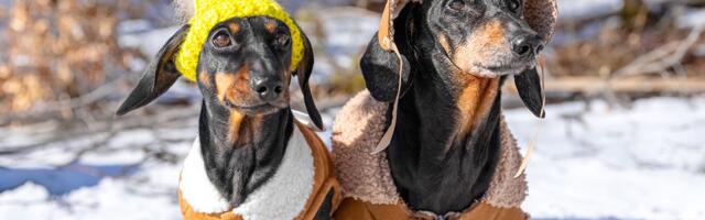 Psi i šetnja po lošem vremenu: Kada su njihovi izgovori stvarni, a kad vlasnici traže opravdanje?